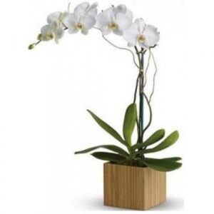 Orquídea Phalaenopsis Branca